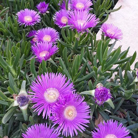 דירה Seaside Meltemi